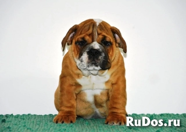 Английский бульдог фото
