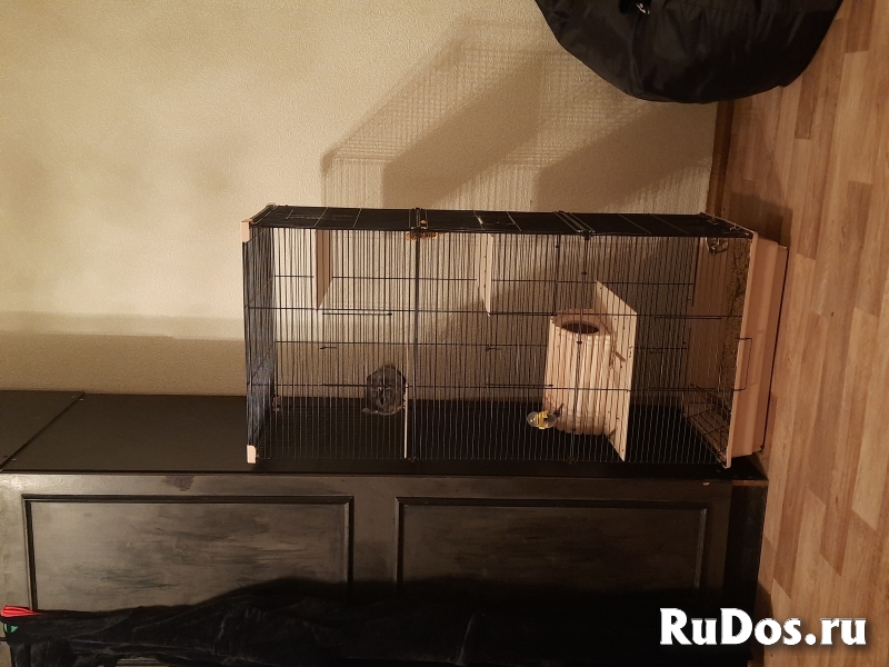 Продаю шиншиллу с клеткой изображение 3