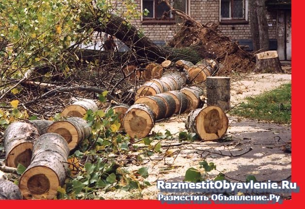 Спил деревьев,кустарников,веток,распилка фотка