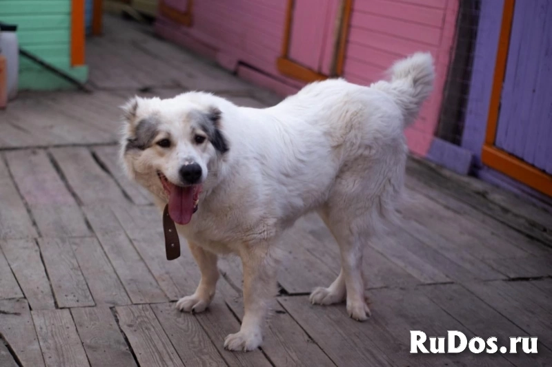 Молодая алабаечка Феня ищет дом. изображение 8