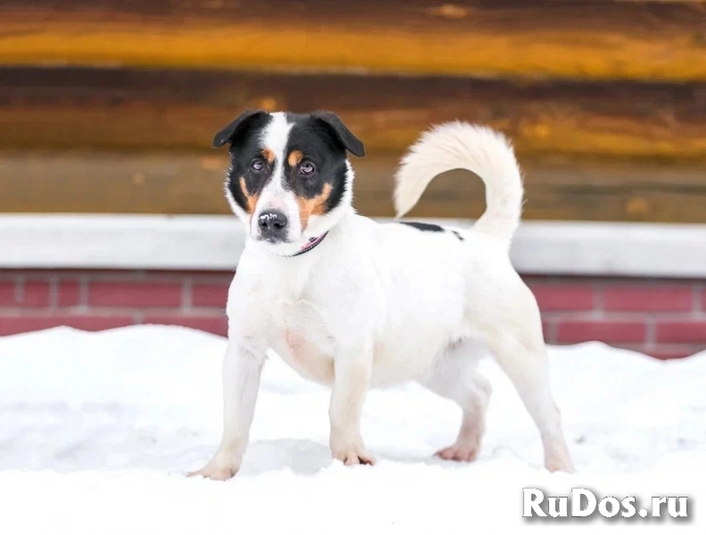 Молодой активный Бадди в добрые руки фото