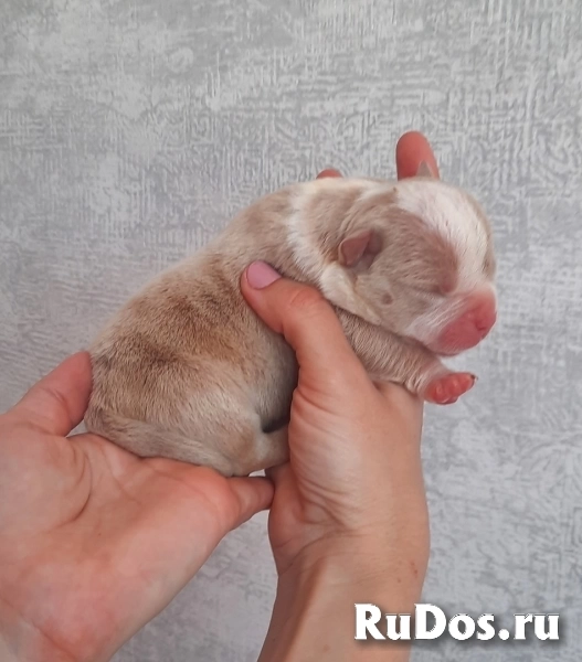 Раннее бронирование щенков Амбулли редкого окраса изображение 10