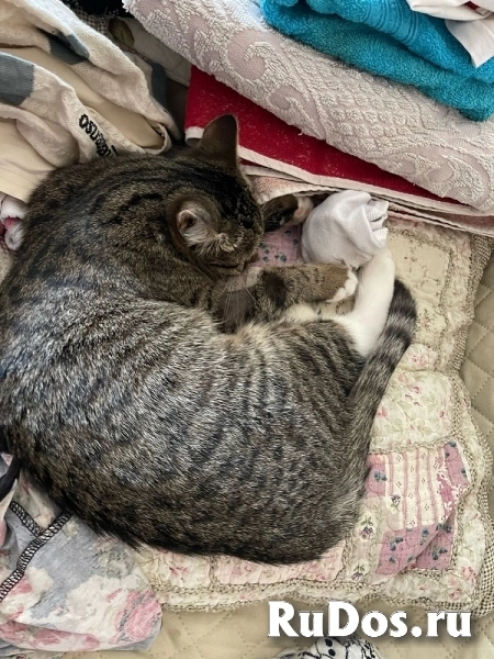 Очаровательная 7 мес кошечка Ласка ищет семью! изображение 5