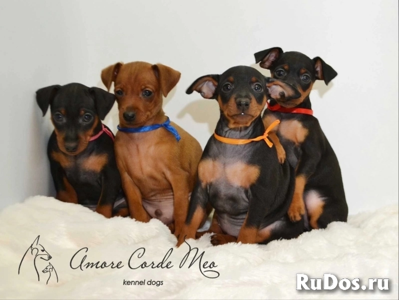 Щенки Цвергпинчера изображение 8