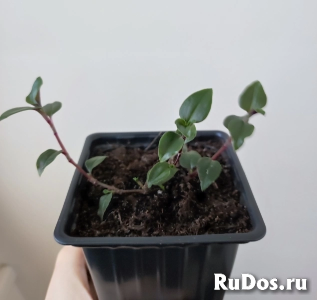 Традесканция приречная изображение 3