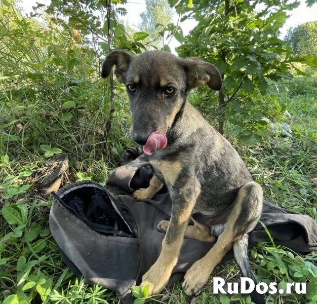 Два очаровательных дворянина и их мама ищут дом изображение 4