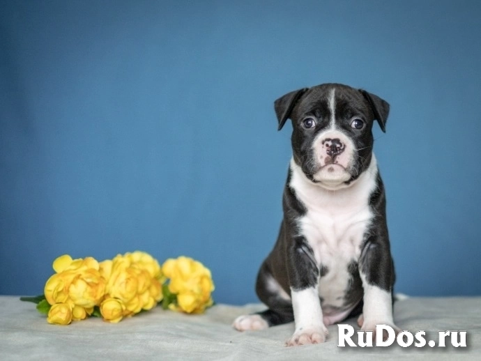 Красивые детки Амстаффтерьера ркф изображение 7