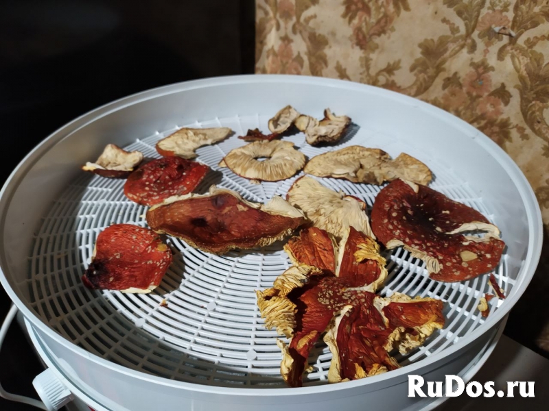 Мухомор красный сушеный свежий сбор 2022 изображение 3