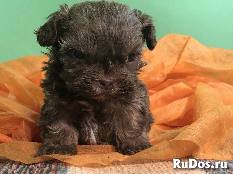 Продаются щенки русской цветной болонки изображение 5