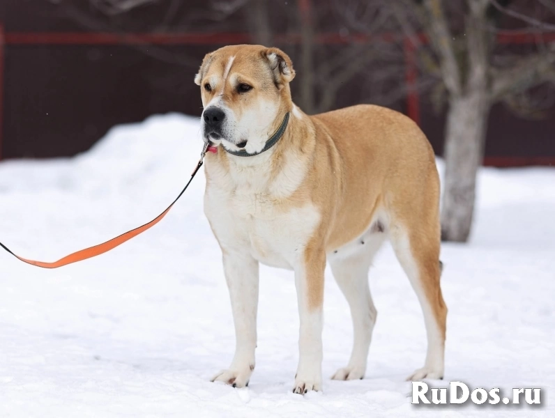 Красавица и умница собака Мира в добрые руки изображение 3