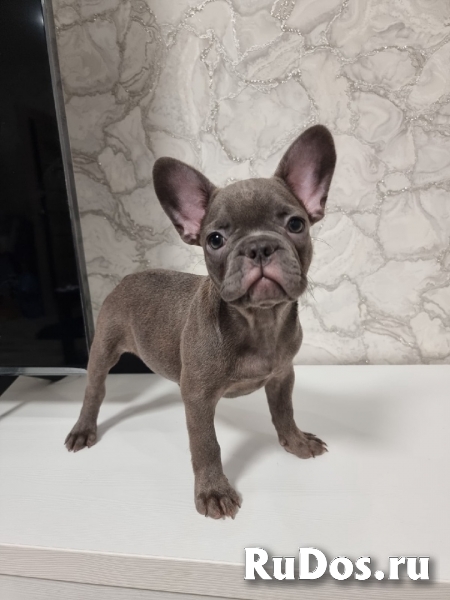 Щенки Французского бульдога редких окрасов изображение 7