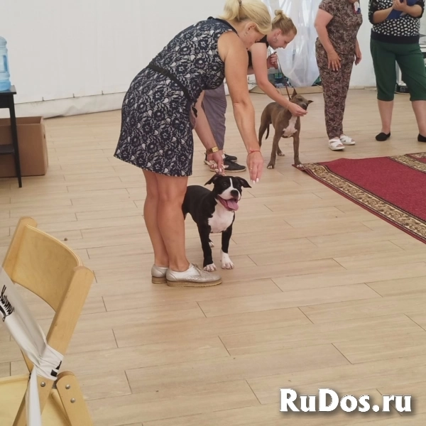 Шикарные щенки Амстаффа ркф изображение 9