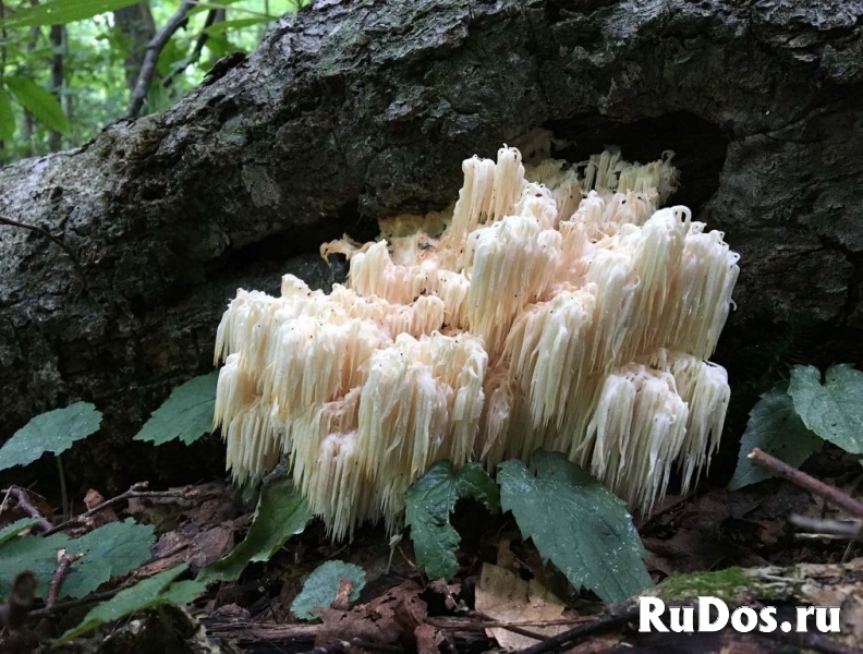 Ежовик (Ежевик) гребенчатый изображение 4