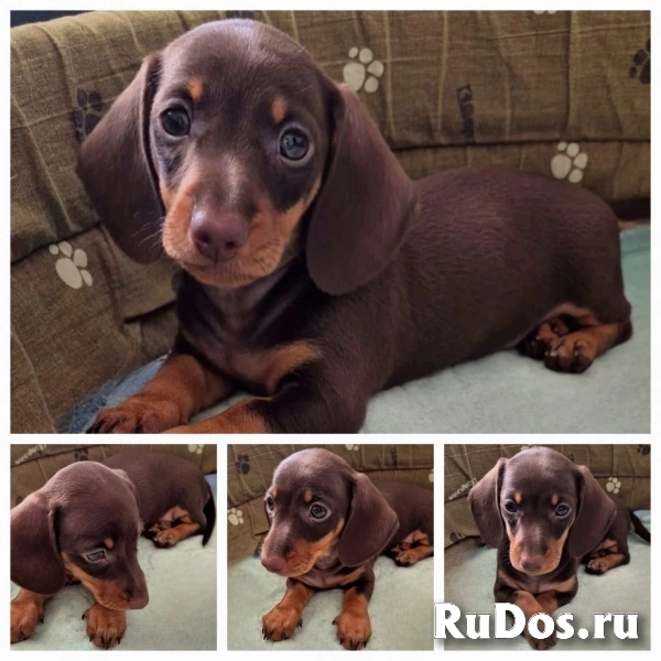 Такса миниатюрная- шоколадный мальчик фото