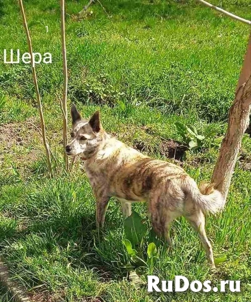 Собачка Шера ищет любящего хозяина фото