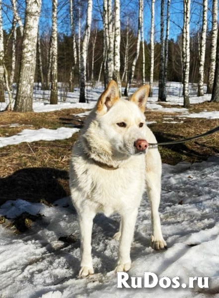 Собаке Белке грозит смерть изображение 3