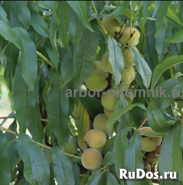 Саженцы персиков, персики в горшках из питомника и интернет магаз изображение 6