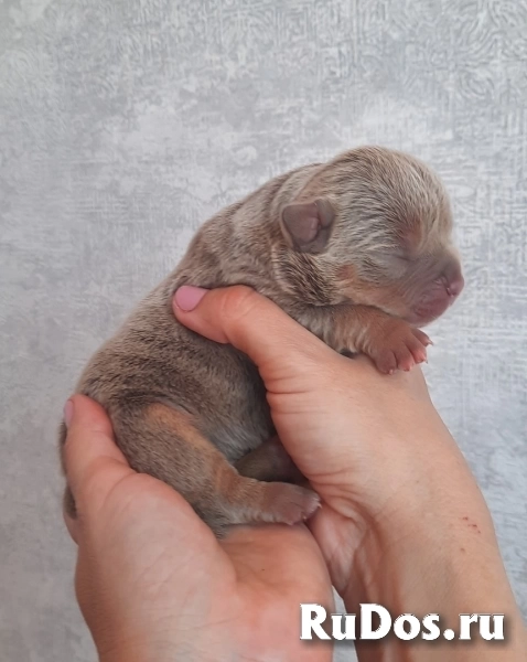 Раннее бронирование щенков Амбулли редкого окраса изображение 6