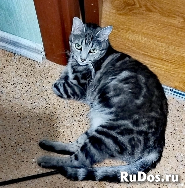 красивая мраморного окраса кошка ищет дом фотка