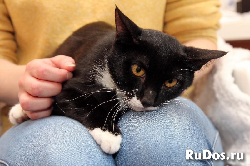 Забавный котик-подросток Джек, ищет свою семью! изображение 7