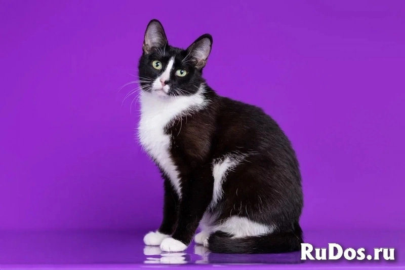 две красотки Кнопа и Триша хотят домой фотка