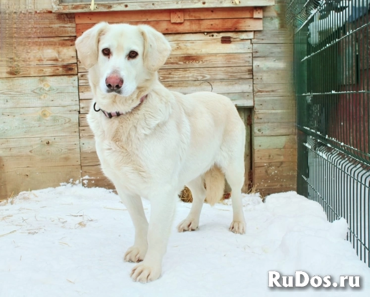 метис лабрадора выбросили на свалку изображение 3