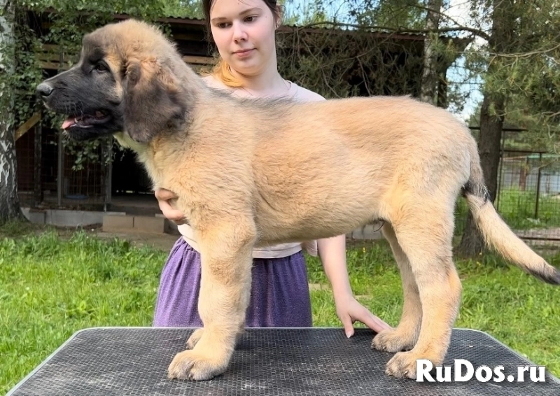 Щенки Леонбергера от титулованной пары изображение 3