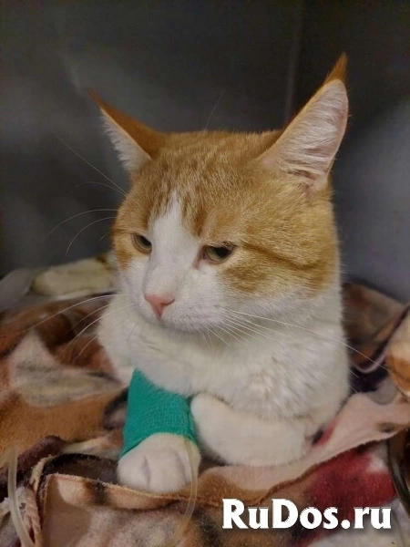 Замечательный кот Семён ищет дом! фотка