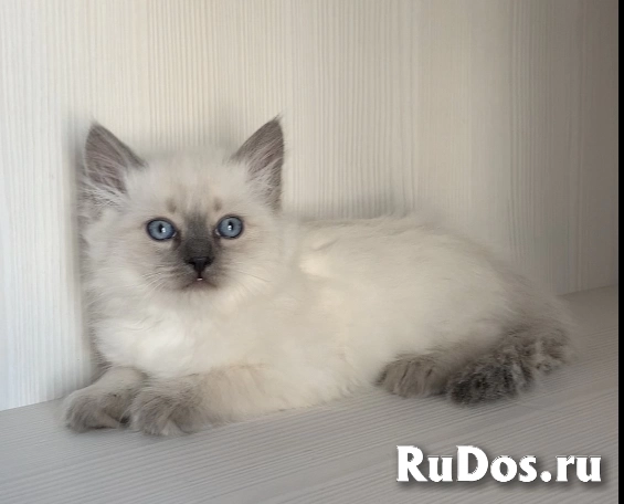 сибирские невские маскарадные котята изображение 4