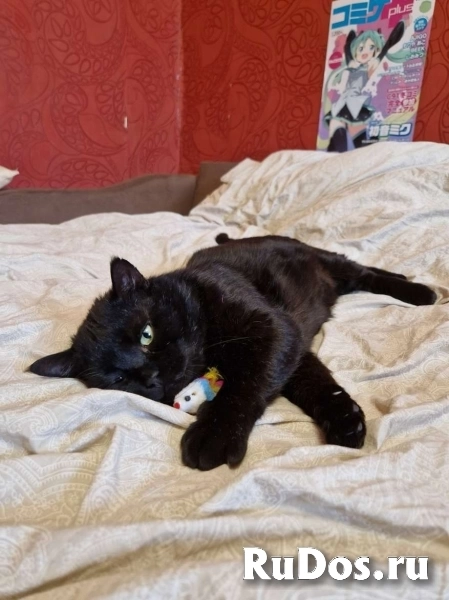 Самый добрый на свете котик Сириус ищет дом и доброе сердце! изображение 5