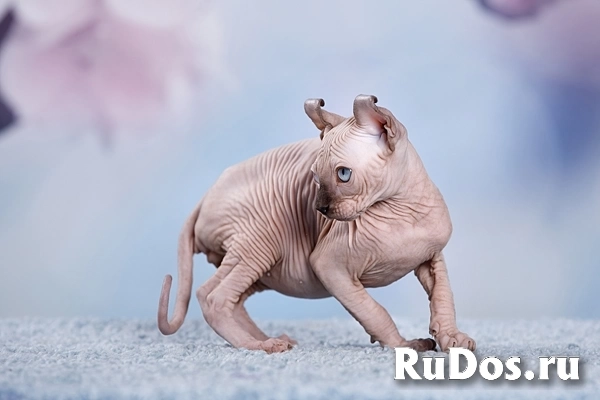 Канадский сфинкс, Эльф, бамбино - друг крокодила изображение 6