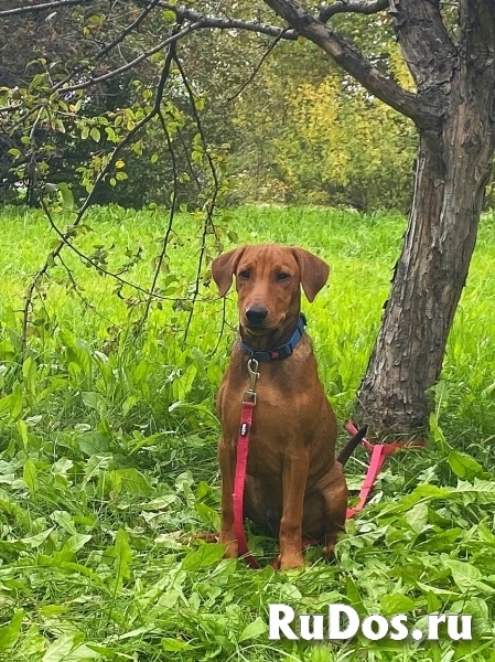 Щенки немецкого пинчера фотка