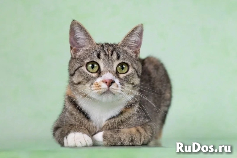 Котенок Грейси — ласковое чудо в поисках дома! изображение 6