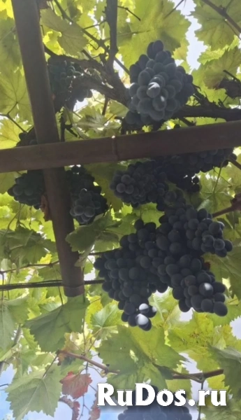 , купить растения фотка