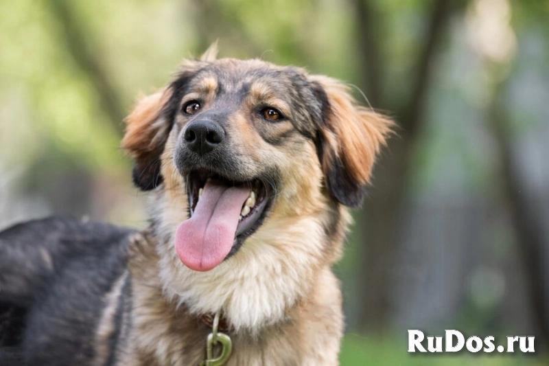 Чудесная собака Мила ищет семью. изображение 5