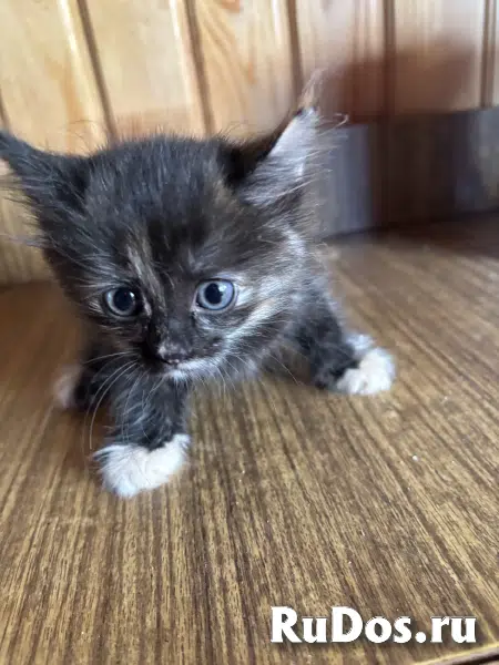 Котята бесплатно фотка