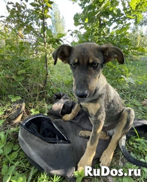 Два очаровательных дворянина и их мама ищут дом фотка