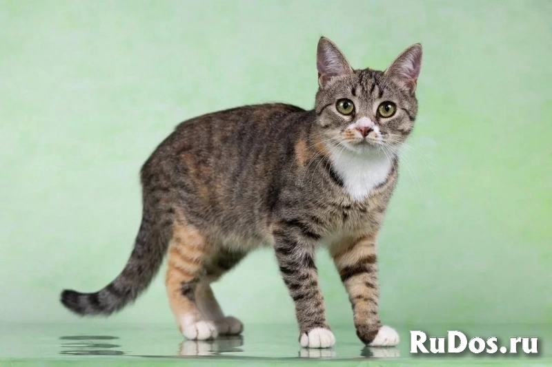 Котенок Грейси — ласковое чудо в поисках дома! изображение 5