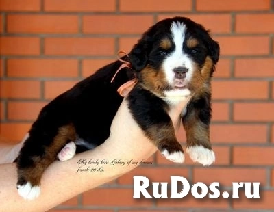 Щенки бернских зенненхундов фотка