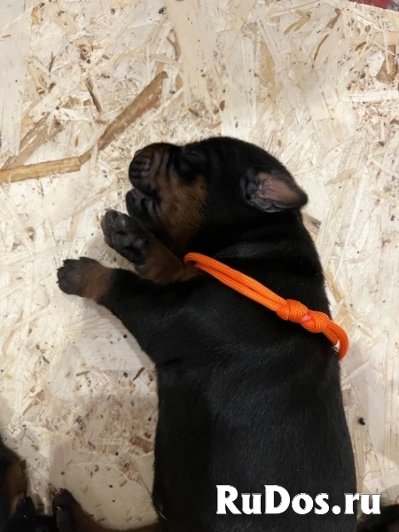 Щенки Добермана от титулованной пары изображение 3