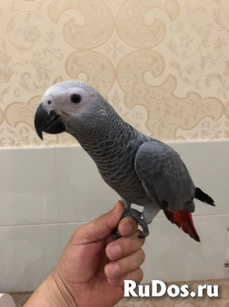 Продам попугая жако! фотка