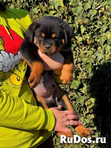 Щенки ротвейлера фотка
