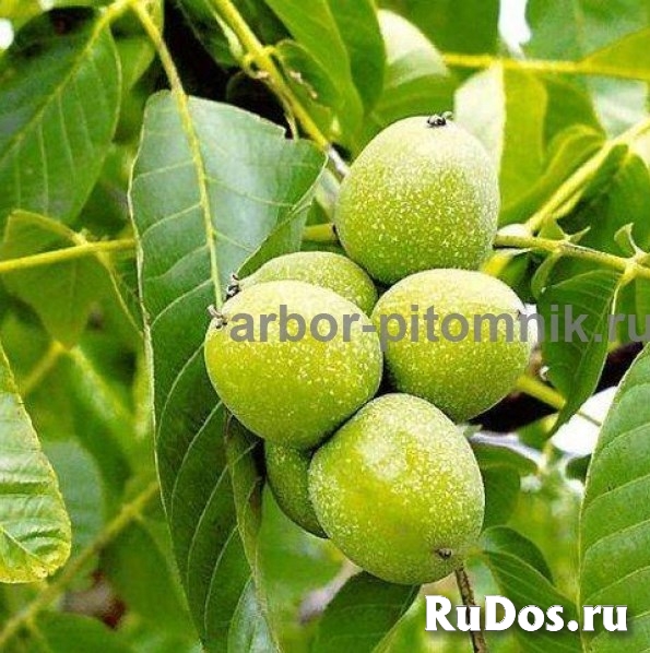 Саженцы и крупномеры ореха в Москве с доставкой и посадкой, расте изображение 6