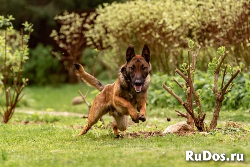 Красавчик Анзор ищет дом. изображение 9