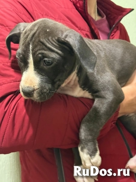 Голубая малышка Амстаффтерьера ркф изображение 6