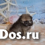 Померанского цверг шпица щенки изображение 4