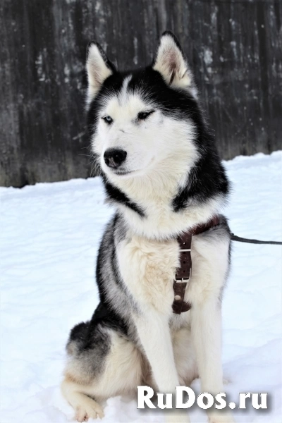 Хаски Ян ищет семью фотка