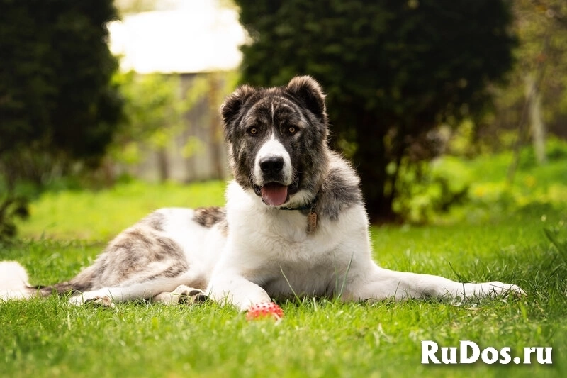 Кавказский волкодав в добрые руки. изображение 3