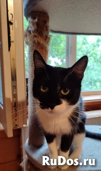 Котик Рембик изображение 3