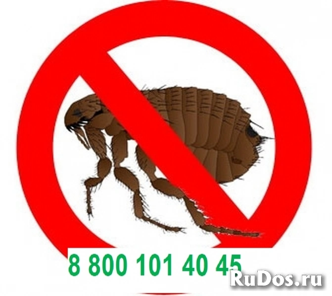 Уничтожение  блох фото